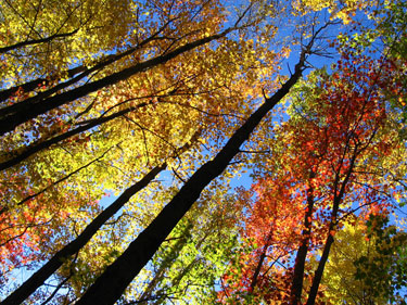 Fall Foliage on Mt. Kearsarge