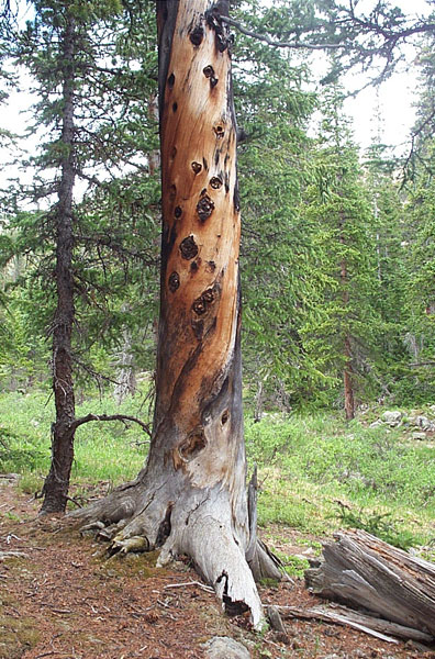 A tree that looked like it might have been hit by a lightning strike.