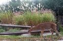 New York: Deer on Fire Island