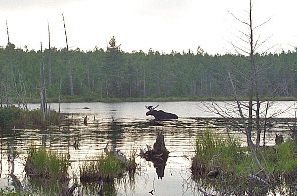 A moose hanging out in Stump Pond.