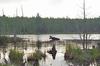 Maine: Moose sighting