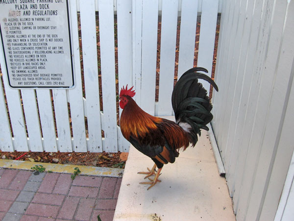 They don't come to snuff the rooster. It is against the law in Key West to harm or seize chickens.
