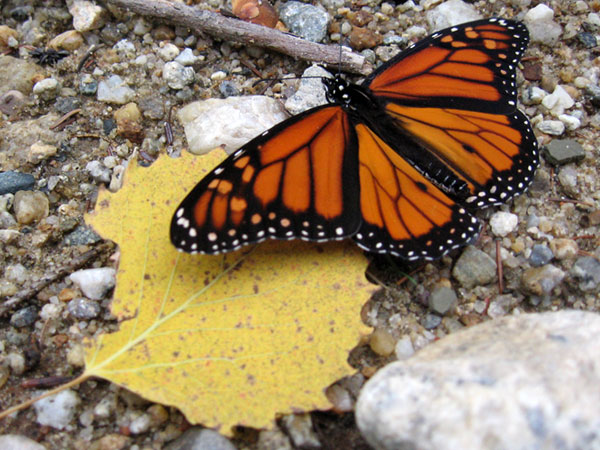 I spotted monarch butterfly on the Lincoln Trail.