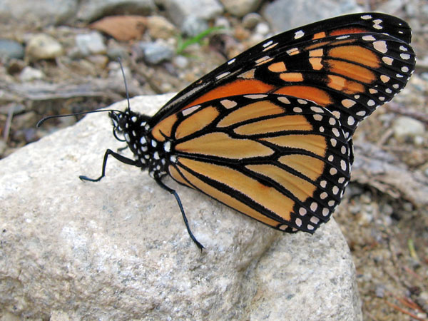 The butterfly seemed to be resting and had no problem posing for a picture or two.  