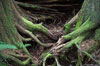 Washington: Mossy Trees