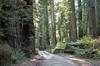 California: Redwood National Forest